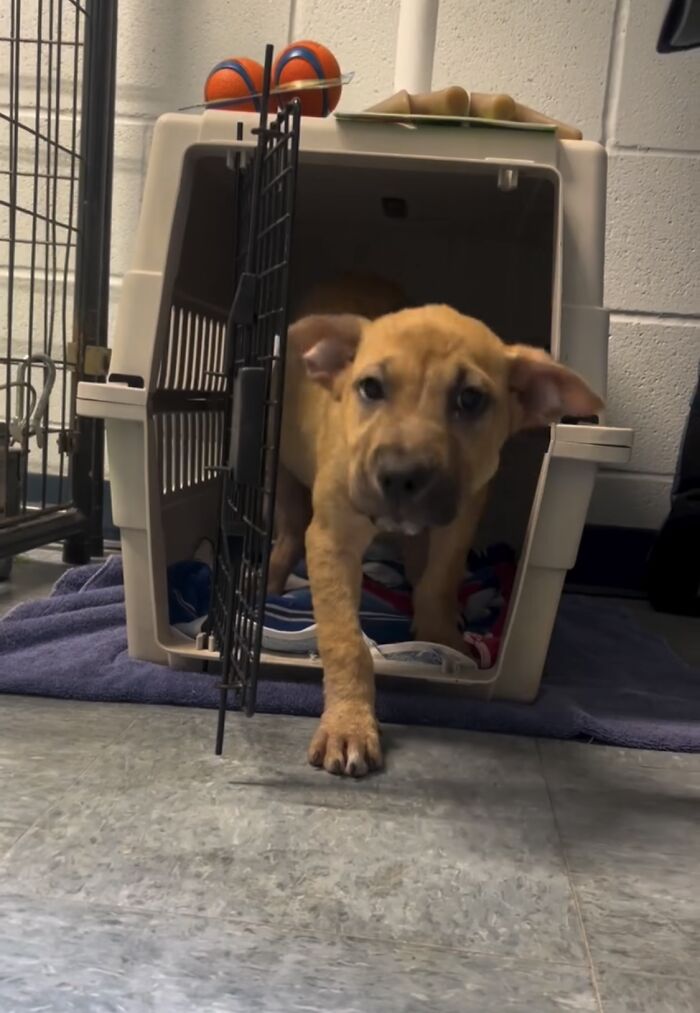 A Story Of A Stray Dog Carrying A Damp Newspaper As His Only Toy Took Unexpected Turn