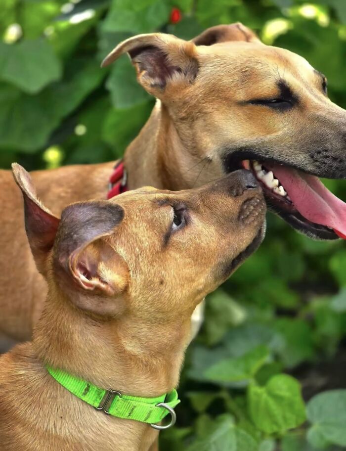 A Story Of A Stray Dog Carrying A Damp Newspaper As His Only Toy Took Unexpected Turn