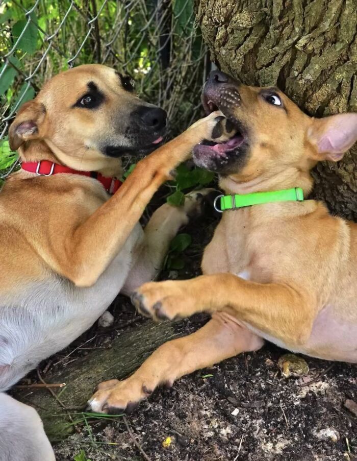 A Story Of A Stray Dog Carrying A Damp Newspaper As His Only Toy Took Unexpected Turn