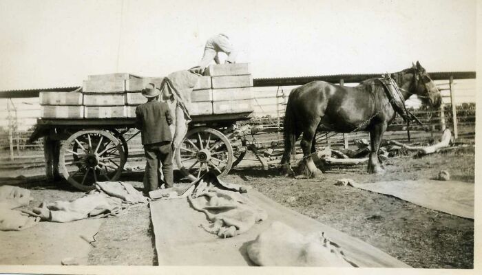 Loading Sweat Boxes (Of Grapes). Grapes Were Dried On The Long Pieces Of Hessian