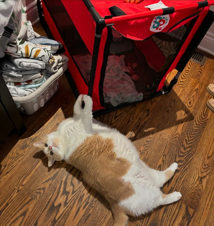 Meet Axel: The 43-Pound Cat Whose Weight Loss Journey Will Melt Your Heart