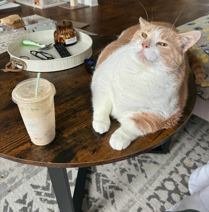 Meet Axel: The 43-Pound Cat Whose Weight Loss Journey Will Melt Your Heart