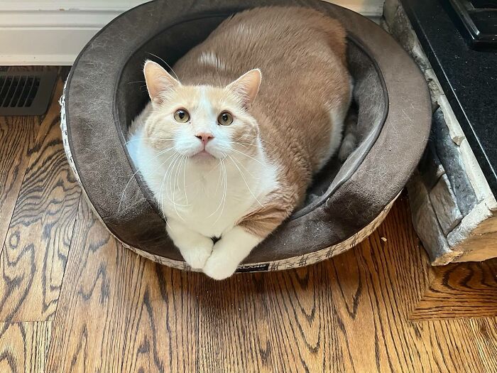 Meet Axel: The 43-Pound Cat Whose Weight Loss Journey Will Melt Your Heart