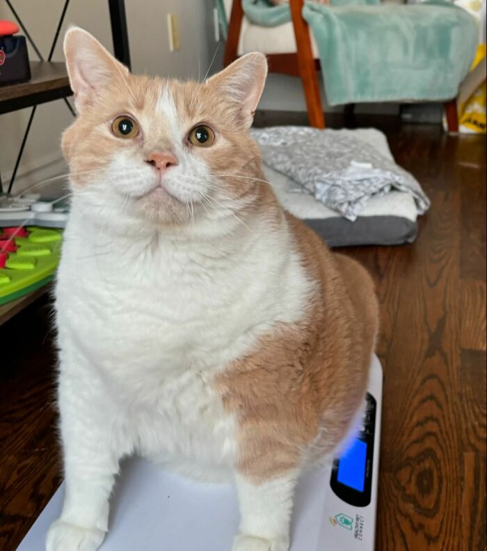 Meet Axel: The 43-Pound Cat Whose Weight Loss Journey Will Melt Your Heart