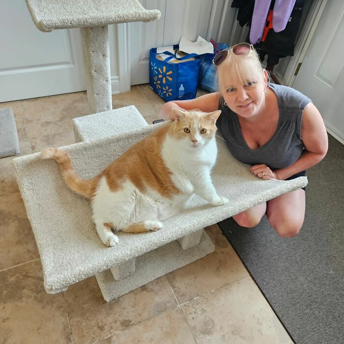 Meet Axel: The 43-Pound Cat Whose Weight Loss Journey Will Melt Your Heart