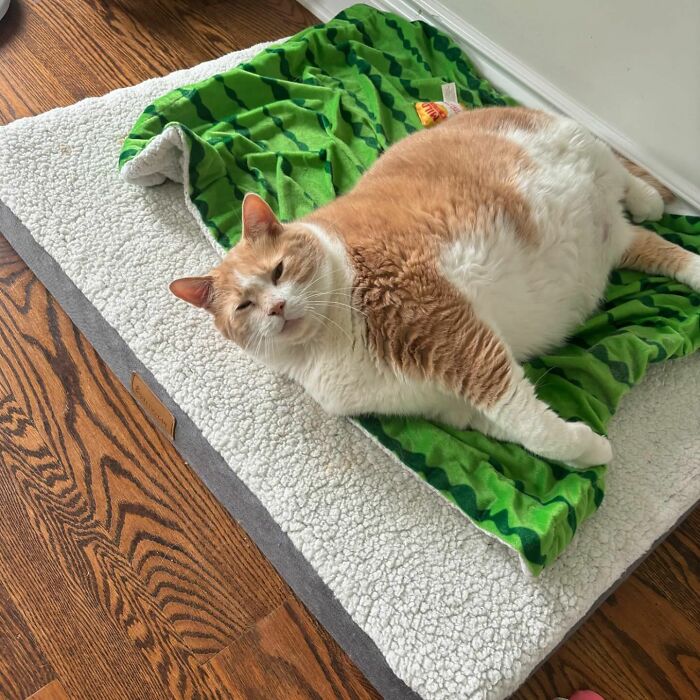 Meet Axel: The 43-Pound Cat Whose Weight Loss Journey Will Melt Your Heart