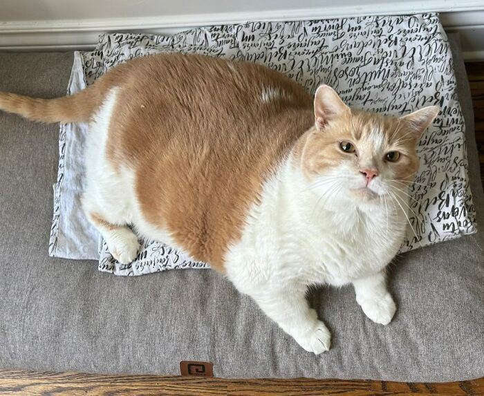 Meet Axel: The 43-Pound Cat Whose Weight Loss Journey Will Melt Your Heart