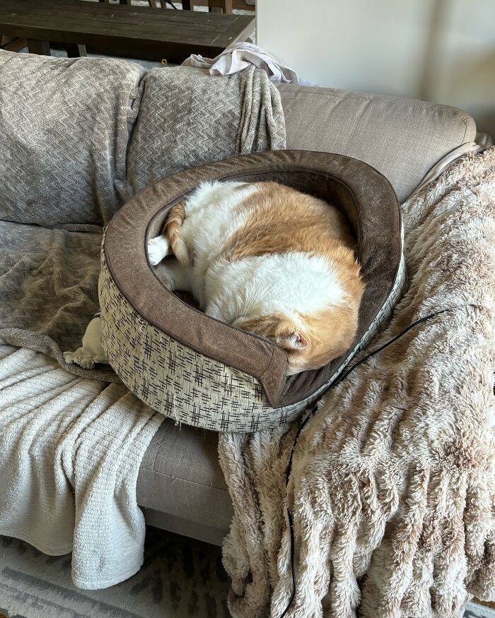 Meet Axel: The 43-Pound Cat Whose Weight Loss Journey Will Melt Your Heart