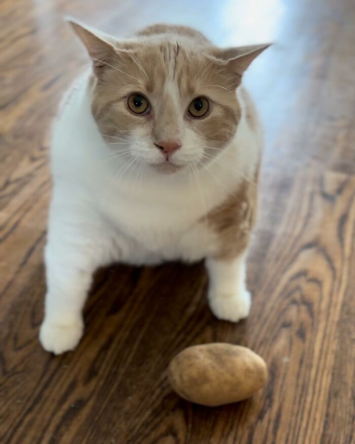 Meet Axel The 43 Pound Cat Whose Weight Loss Journey Will Melt Your ...