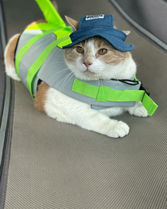 Meet Axel: The 43-Pound Cat Whose Weight Loss Journey Will Melt Your Heart