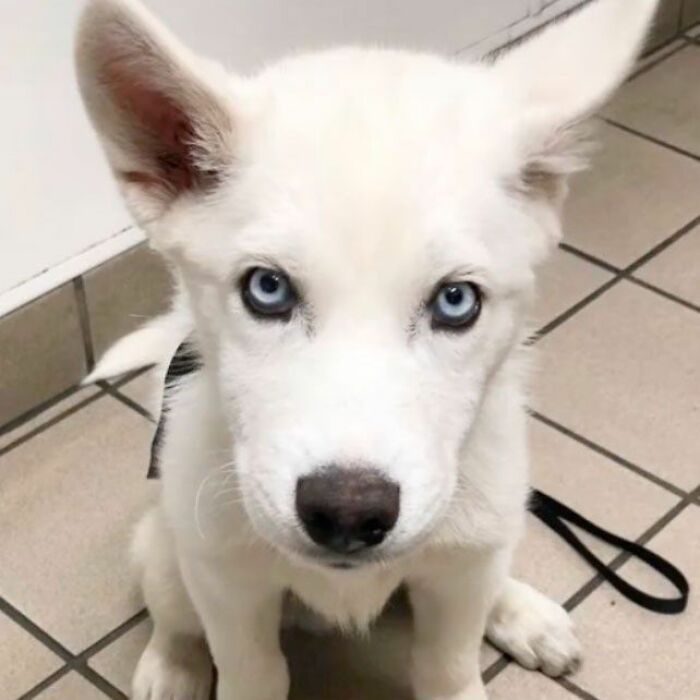 Overcoming Disability: This Dog’s Prancing Walk Steals Hearts On The Internet