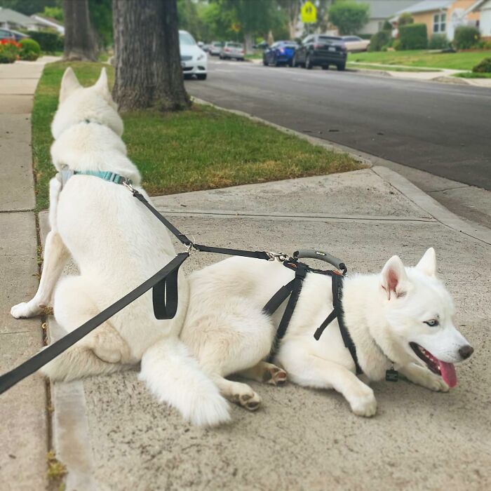 Overcoming Disability: This Dog’s Prancing Walk Steals Hearts On The Internet