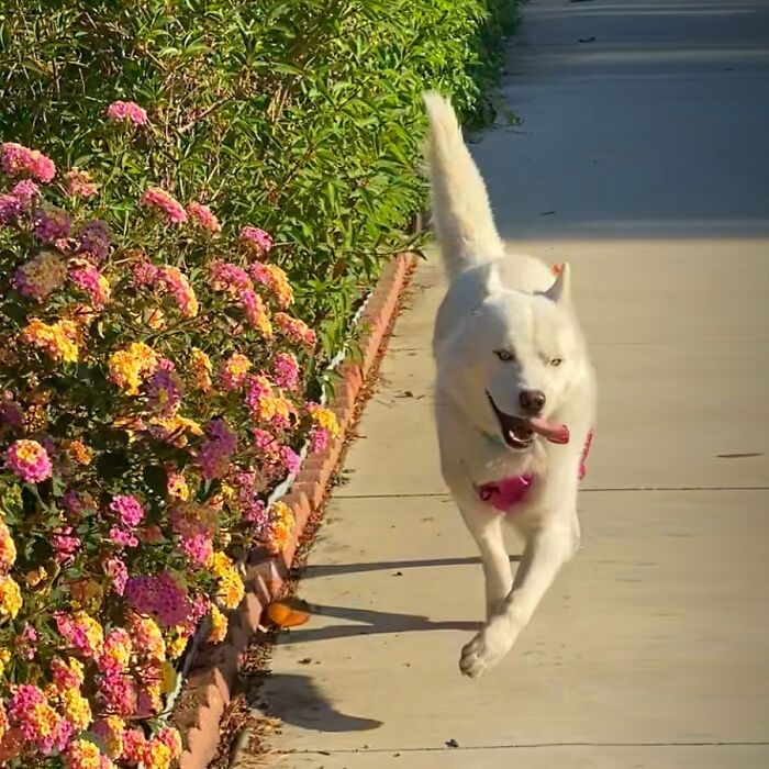 Overcoming Disability: This Dog’s Prancing Walk Steals Hearts On The Internet