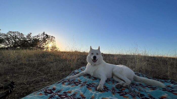 Overcoming Disability: This Dog’s Prancing Walk Steals Hearts On The Internet