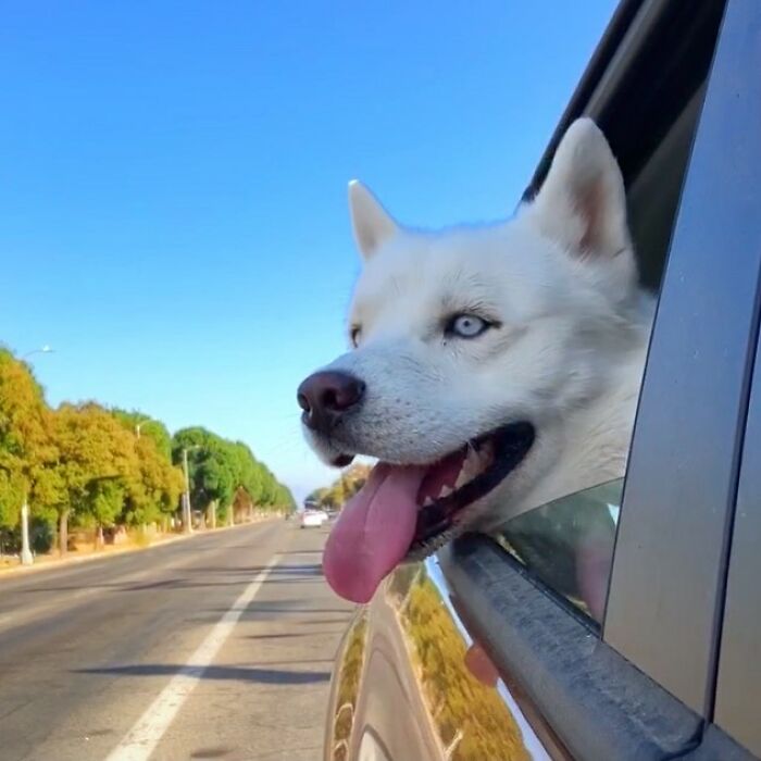 Overcoming Disability: This Dog’s Prancing Walk Steals Hearts On The Internet