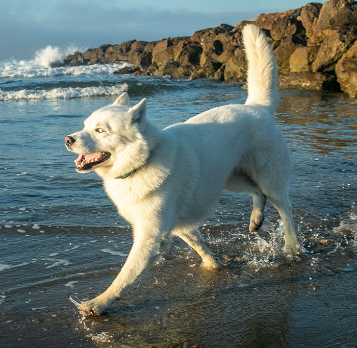 Overcoming Disability: This Dog’s Prancing Walk Steals Hearts On The Internet