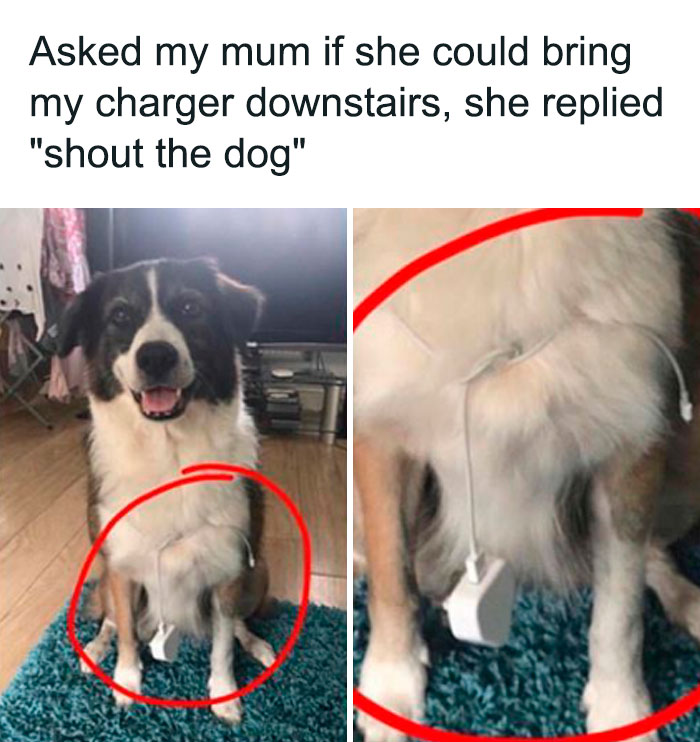 A Mom meme showing a dog sitting on a blue rug with a phone charger hanging around its neck. The text above reads, "Asked my mum if she could bring my charger downstairs, she replied 'shout the dog.'" The image humorously depicts the mom's creative solution to a simple request by using the dog as a messenger.