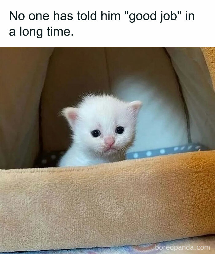 A motivational meme featuring a small white kitten sitting in a cozy bed. The text above reads, "No one has told him 'good job' in a long time."