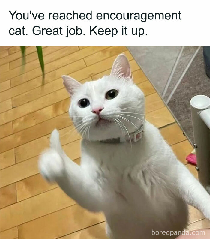 A motivational meme featuring a white cat giving a thumbs-up. The text reads, "You've reached encouragement cat. Great job. Keep it up."