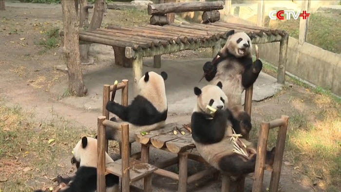 "Panda's Tea Party": Four Pandas Steal The Show With Cute Picnic At Zoo’s Mid-Autumn Festival