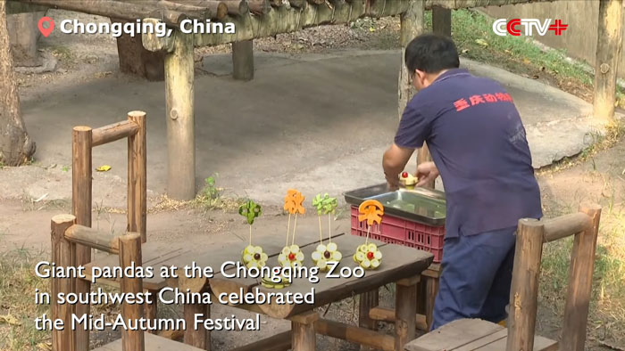 "Panda's Tea Party": Four Pandas Steal The Show With Cute Picnic At Zoo’s Mid-Autumn Festival