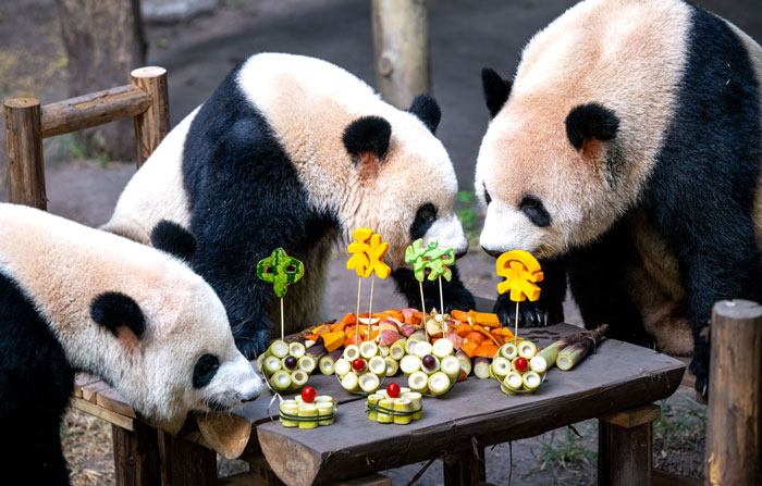 "Panda's Tea Party": Four Pandas Steal The Show With Cute Picnic At Zoo’s Mid-Autumn Festival