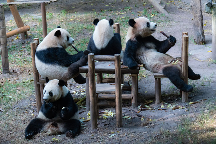 "Panda's Tea Party": Four Pandas Steal The Show With Cute Picnic At Zoo’s Mid-Autumn Festival