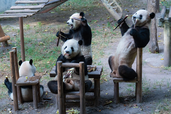 "Panda's Tea Party": Four Pandas Steal The Show With Cute Picnic At Zoo’s Mid-Autumn Festival