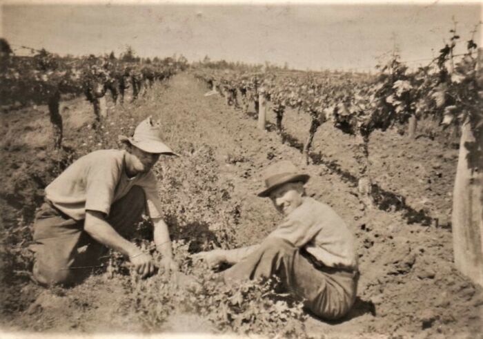 Picking Grapes