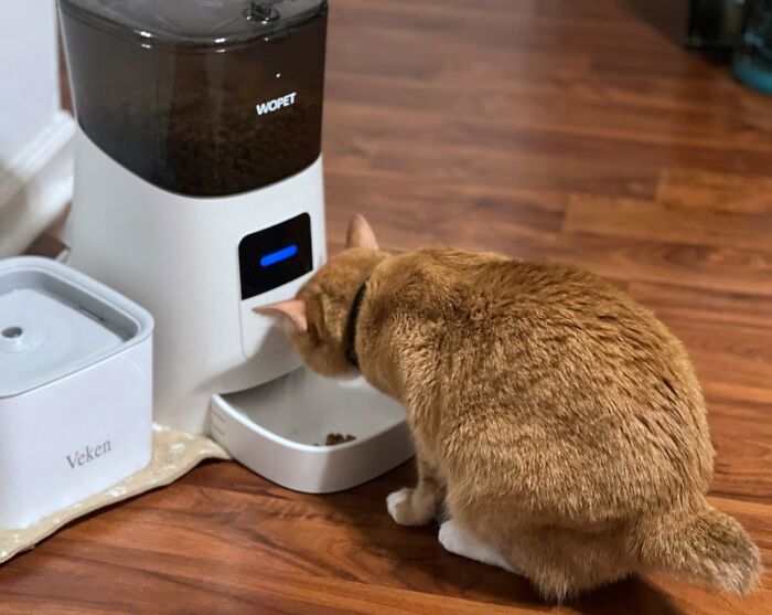 Forget About Being A Slave To Your Cat's Feeding Schedule! This Automatic Cat Feeder Lets You Control Mealtime From Your Smartphone, Even When You're Halfway Across The World