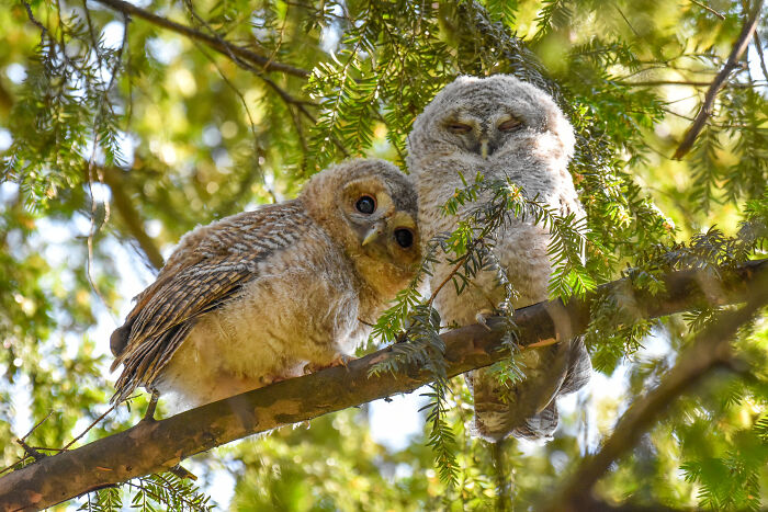 Leaving The Nest By Sasha Jumanca