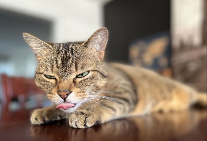 Tommy Blowing Raspberries