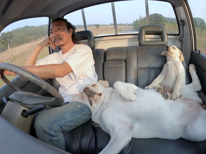 Man Shares Hilariously Cute Photos Of Driving With And Being Driven By His Adorable Dogs