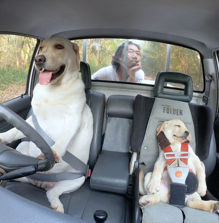 Man Shares Hilariously Cute Photos Of Driving With And Being Driven By His Adorable Dogs