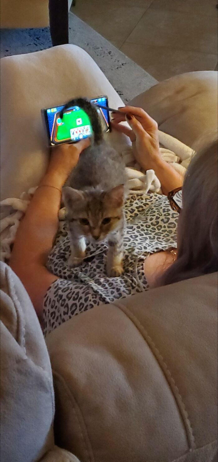 Which Do You Spot First—the Playful Kitten Or The Funky Fabric Pattern?