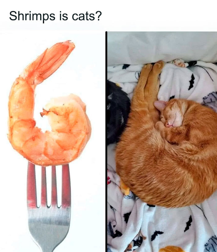 A "Shrimps is bugs" meme humorously comparing shrimp to cats. On the left, a shrimp curled in a "C" shape is pierced by a fork. On the right, a curled-up orange cat is sleeping in a similar position on a blanket. The text at the top reads, "Shrimps is cats?" playfully suggesting that shrimp and cats resemble each other when curled up, adding a funny twist to the "shrimps is bugs" meme.