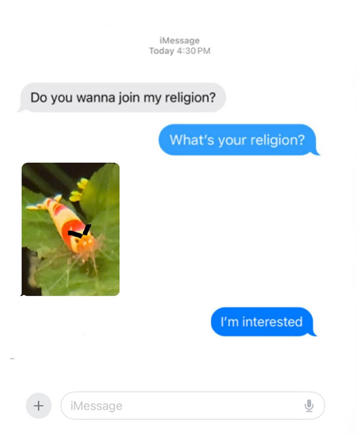 A "Shrimps is bugs" meme formatted as a text message conversation. The first message asks, "Do you wanna join my religion?" The response is, "What's your religion?" followed by an image of a small shrimp with drawn-on black sunglasses, suggesting it represents the religion. The final message replies, "I'm interested," humorously indicating acceptance of the shrimp-based "religion." The meme plays on the "shrimps is bugs" theme in a quirky and amusing way.