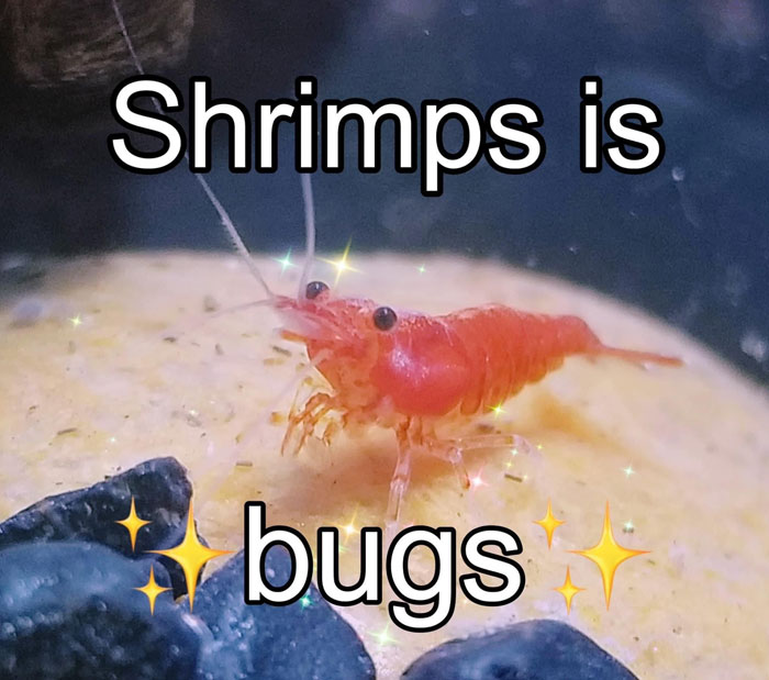 A "Shrimps is bugs" meme featuring a close-up photo of a small red shrimp, with the text "Shrimps is bugs" written over it in bold letters. The word "bugs" is surrounded by sparkly ✨ symbols, adding a playful and lighthearted effect to the image. The meme humorously reinforces the idea that shrimp are essentially bugs, using sparkles to emphasize the statement in a fun and whimsical way.