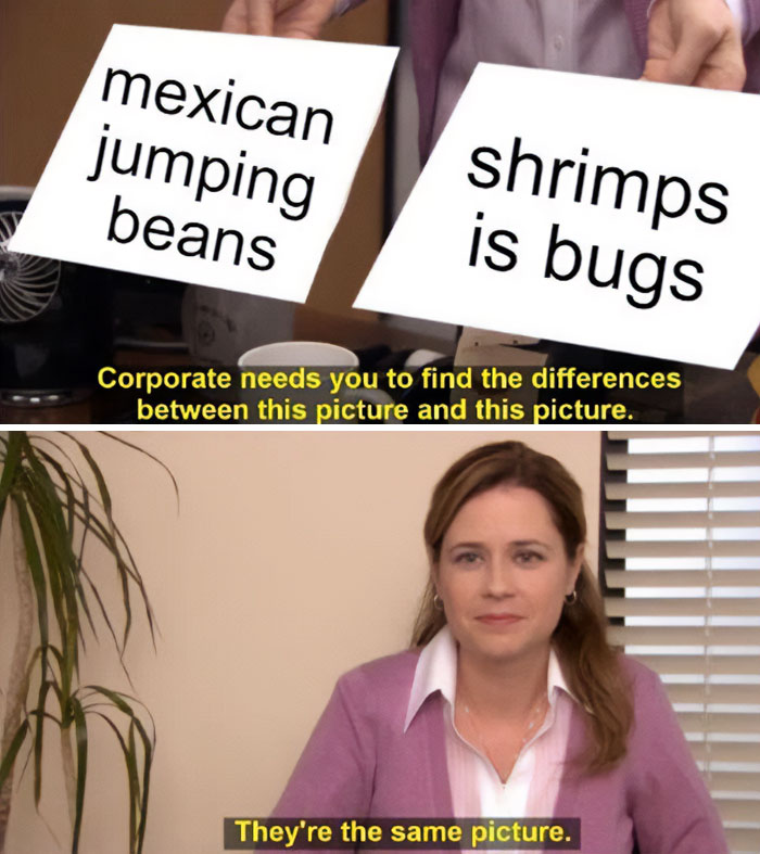 A "Shrimps is bugs" meme using a scene from The Office. In the top image, two cards are being held up, one labeled "mexican jumping beans" and the other "shrimps is bugs." Below, the character Pam is looking at the camera with the caption, "Corporate needs you to find the differences between this picture and this picture." The bottom caption reads, "They're the same picture," humorously suggesting that both phrases are equally absurd or interchangeable in their quirkiness.