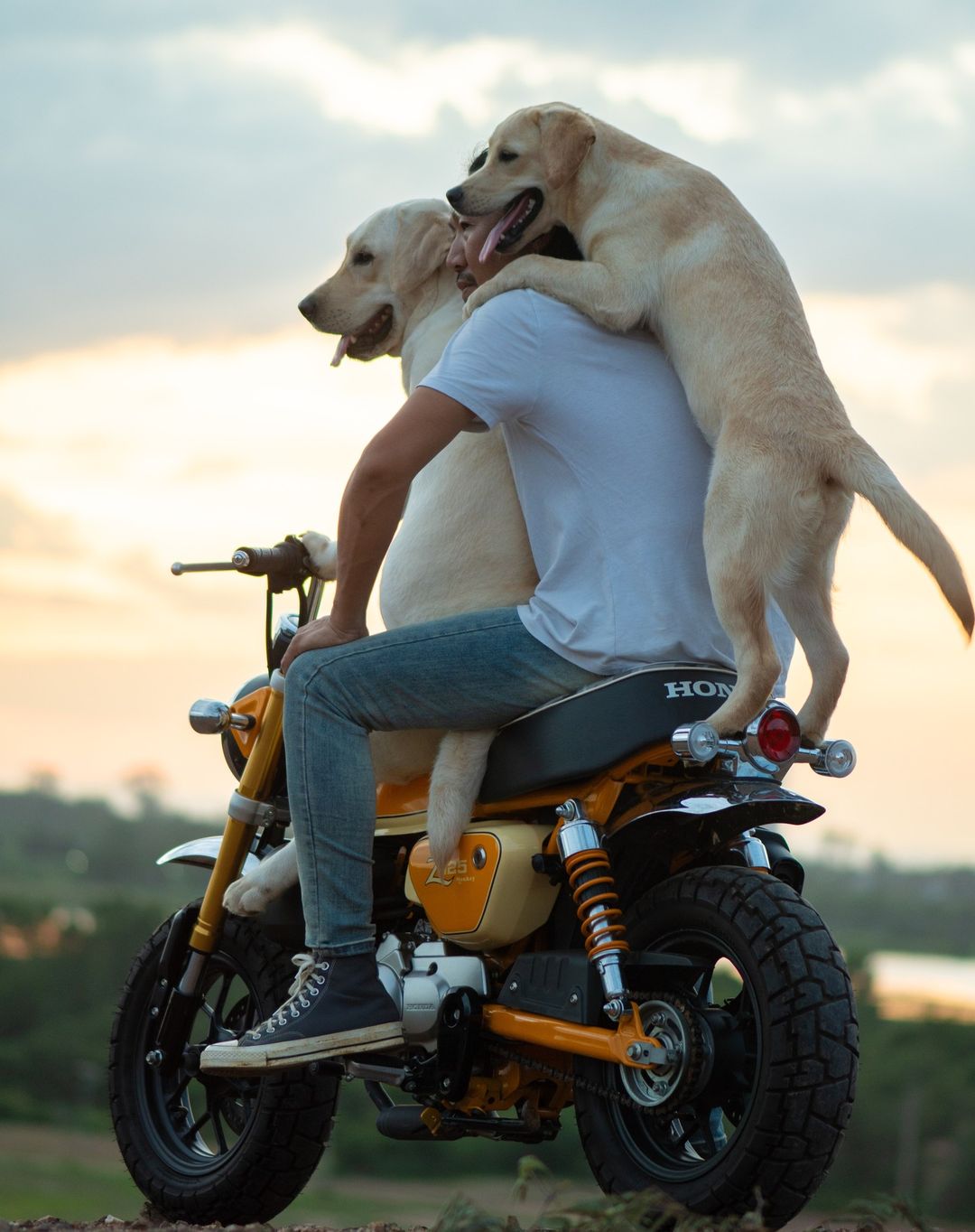 Man Shares Hilariously Cute Photos Of Driving With And Being Driven By His Adorable Dogs