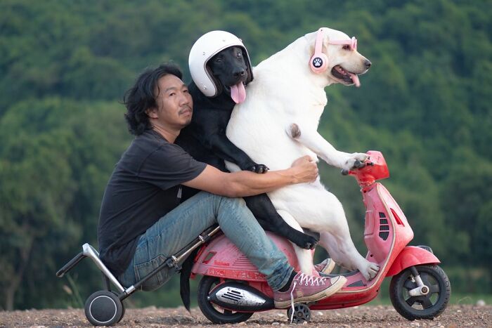 Man Shares Hilariously Cute Photos Of Driving With And Being Driven By His Adorable Dogs