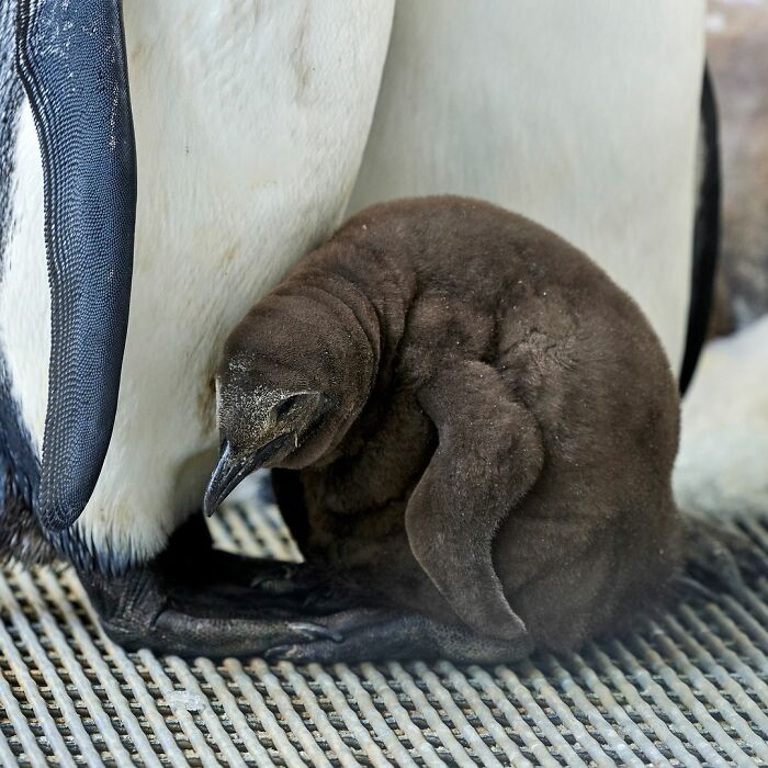 Meet 9-Month-Old Pesto, Who’s The Besto, Weighing In At A Whopping 22 Kg