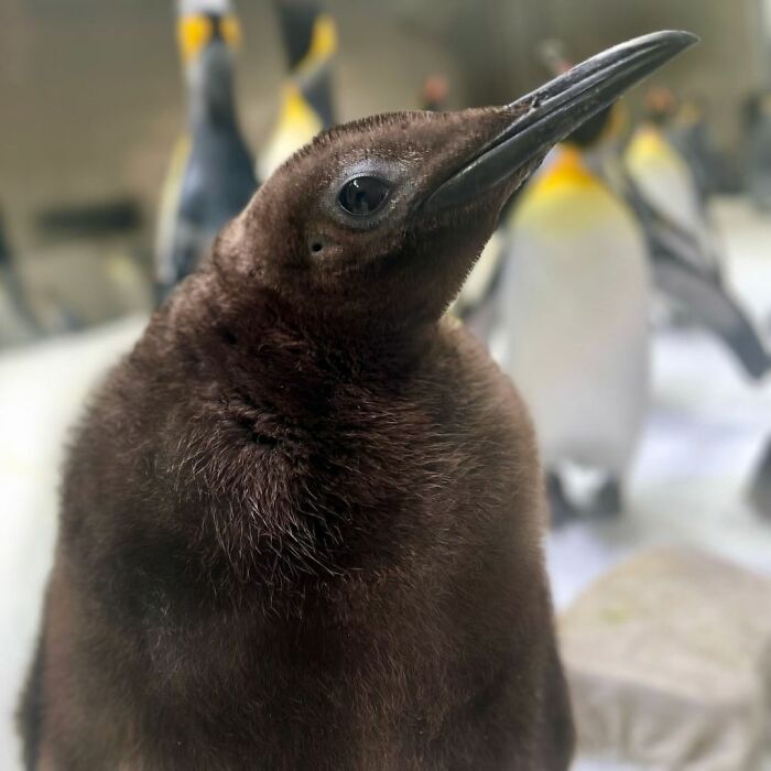 Meet 9-Month-Old Pesto, Who’s The Besto, Weighing In At A Whopping 22 Kg