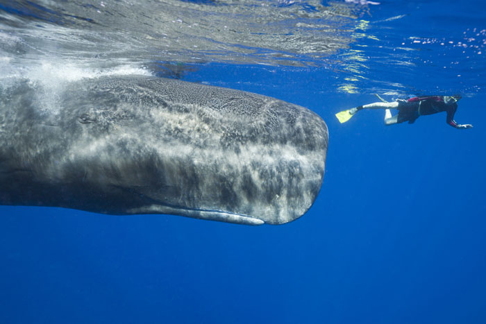 Terrifying Simulation Reveals What Would Happen To Your Body If Swallowed By A Whale