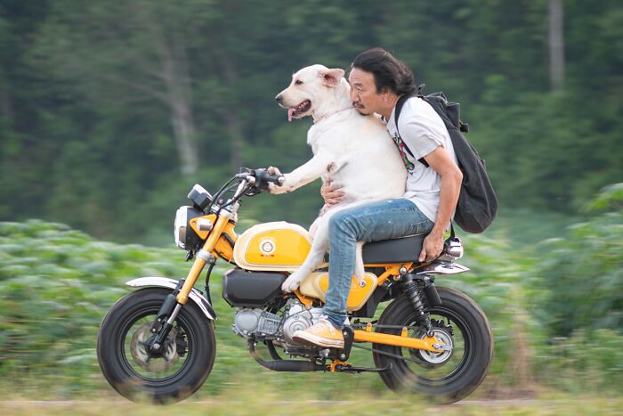 Man Shares Hilariously Cute Photos Of Driving With And Being Driven By His Adorable Dogs