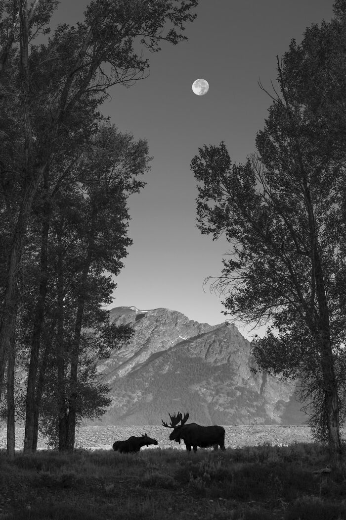 Nature Category Winner: "Romance In The Cottonwoods" By Michael Paul