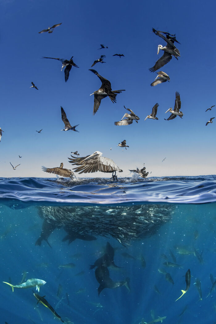 Wildlife Photographer Of The Year, Finalist Merche Llobera