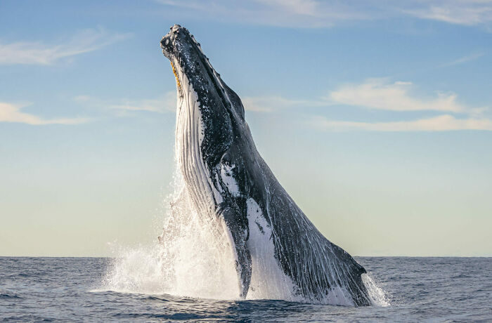 Wildlife Photographer Of The Year, Finalist Clayton Harris