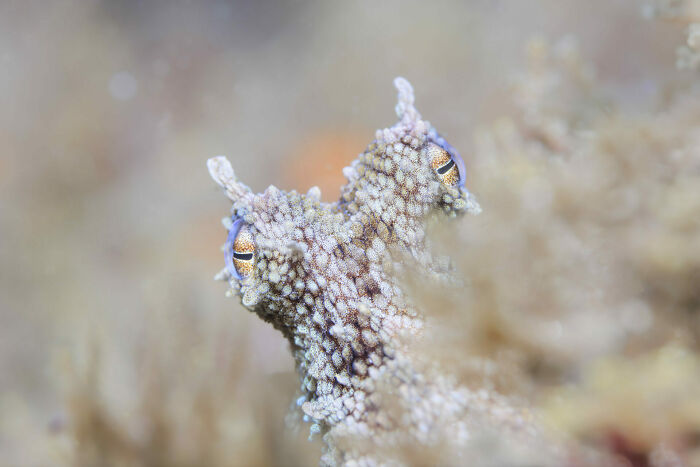 Wildlife Photographer Of The Year, Finalist Kate Jonker