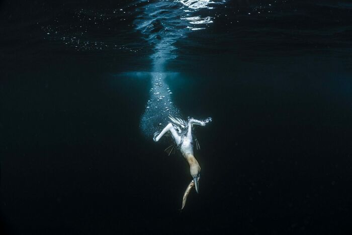 The Ocean Photographer Of The Year, 2nd Place Winner Jade Hoksbergen